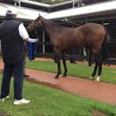 John inspecting Black Caviar and All Too Hard's little bro at the sales... mouth watering !!! John inspecting Black Caviar and All Too Hard's little bro at the sales... mouth watering !!!